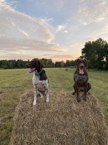 /images/uploads/southeast german shorthaired pointer rescue/segspcalendarcontest2021/entries/21888thumb.jpg